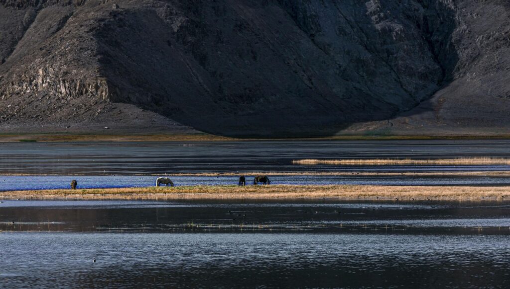 pangong lake, aksai chin, plateau, light, lake, nature, animal, mountain, tibet